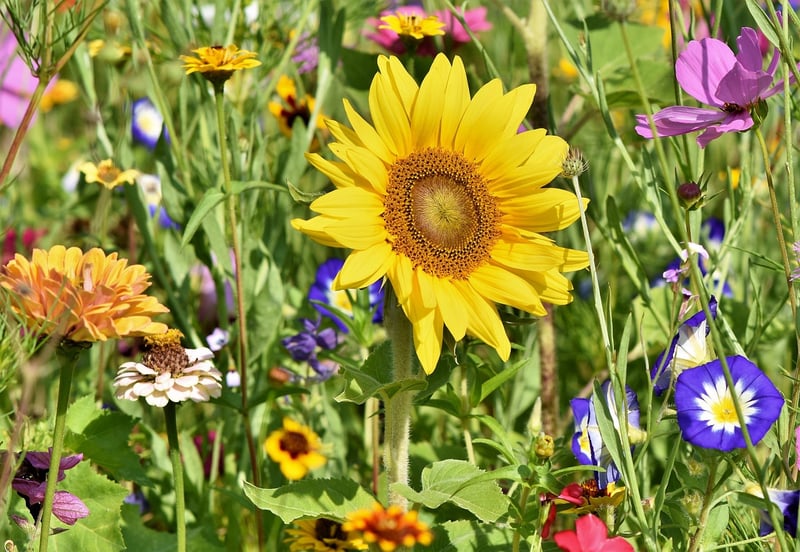Upcycled Garden